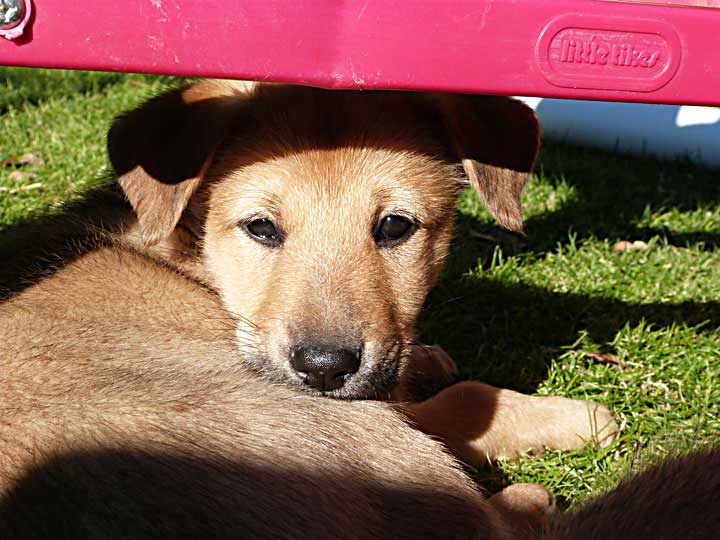 chinook puppy